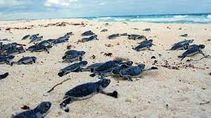 Alistan campaña por temporada de anidación de tortugas en Quintana Roo