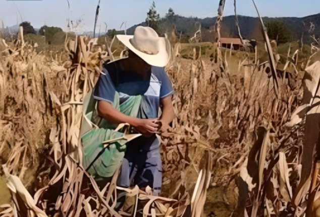 Se desploma la actividad agropecuaria en Quintana Roo