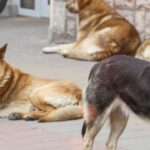 ¡Es oficial! Tendrá Puebla un día municipal para los animales y el perro