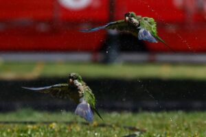 México recibe de EE.UU. 11 loros de frente blanca