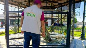 En Macuspana indagan a líder de Morena por comer tortuga