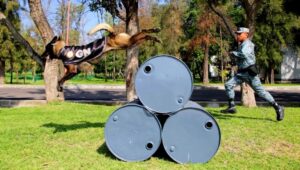 Guardia Nacional mantiene cinco binomios caninos en Guanajuato para la búsqueda permanente de personas