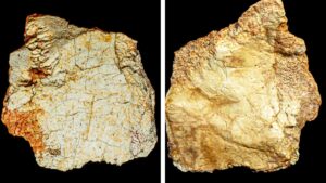 Hallan fragmento de cráneo humano de más de 200 mil años en España