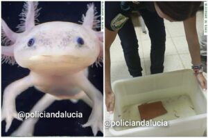 Recuperan en Granada 29 ajolotes mexicanos vendidos de manera ilegal